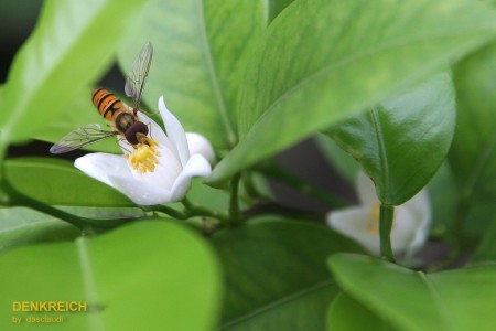 Mandarinenblüte